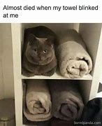 Image result for Cat Paper Towels Meme