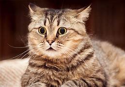 Image result for Beautiful Cat 4K