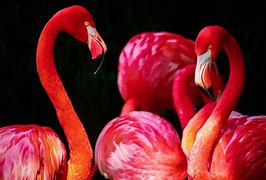 Image result for Badas Flamingo Wallpaper
