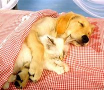 Image result for Cat Dog Cuddle