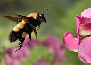 Image result for What Do Bumble Bees Look Like