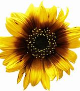 Image result for Sunflower Lock Screen