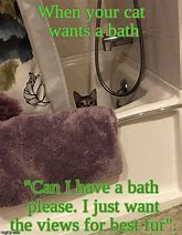 Image result for Cat Bath Meme