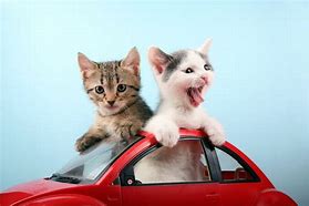 Image result for Cat On a Mini Car