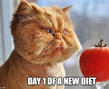 Image result for Diet Cat Meme