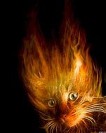 Image result for Real Fire Cat