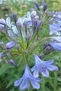 Image result for Agapanthus Sunfield (Trumpet-Group)