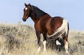 Image result for Mustang Horses for Sale