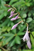 Image result for Hosta lancifolia