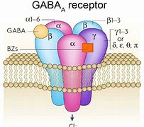 Image result for Gaba Neurotransmitter Function