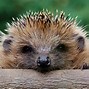 Image result for Hedgehog Background