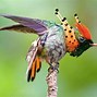 Image result for Lophornis Trochilidae