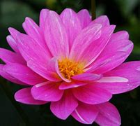 Image result for Cute Pink Flowers