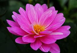 Image result for A Pic. Tue of Flowers