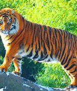 Image result for Largest Tiger Species in the World