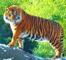 Image result for World Record Largest Tiger