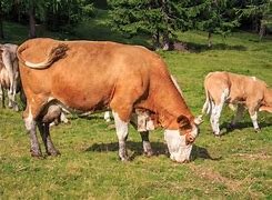 Image result for The Muscle Milk Cow