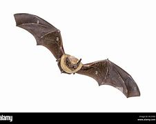 Image result for Pipistrelle Bat Flying