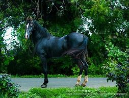 Image result for Ancient War Horse Breeds