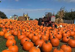 Image result for Apple Pumpkin Picking Long Island