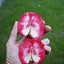Image result for Apple Varieties with Red Flesh