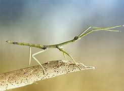 Image result for Common Stick Insect