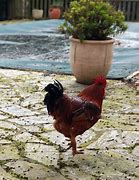 Image result for Le Coq Drink