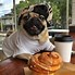 Image result for Most Popular Dog On Instagram