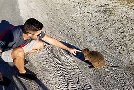 Image result for Quokkaa Flying through Space