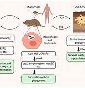 Image result for Yersinia Pestis Infection