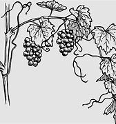 Image result for Pruning Grapevines