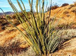 Image result for Tall Desert Plants
