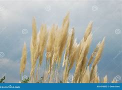 Image result for juncoso