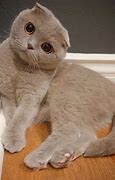 Image result for Scottish Dwarf Cat
