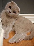 Image result for Cute Baby Scottish Fold