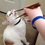Image result for Sir Funny Cat Photo