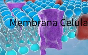 Image result for Membrana Celular