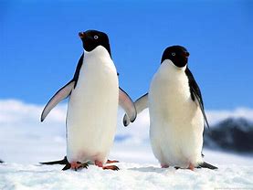 Image result for Penguin Breeds