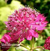 Bildergebnis für Astrantia major Milano