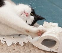 Image result for Cat Tearing Paper Towel