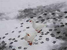 oche da cortile oche nella neve foto immagini animali animali oche da cortile oche nella neve foto immagini animali animali