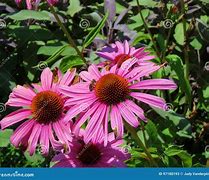 Image result for Echinacea purpurea JS Pale Pink Prairie
