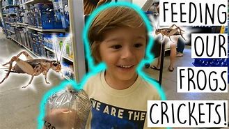 Image result for Feeding Crickets