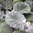 Afbeeldingsresultaten voor Salvia argentea