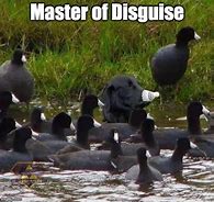 Image result for Master of Disguise Meme
