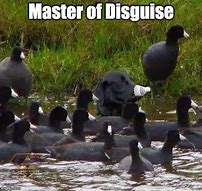 Image result for Disguise Meme