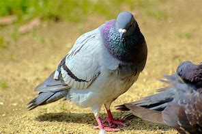 Image result for hato