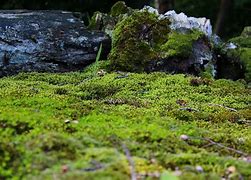 Image result for Moss Rock Garden Zen