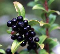 Image result for Small Apple Like Berry New York