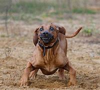 Image result for Weird Funny Dog Faces